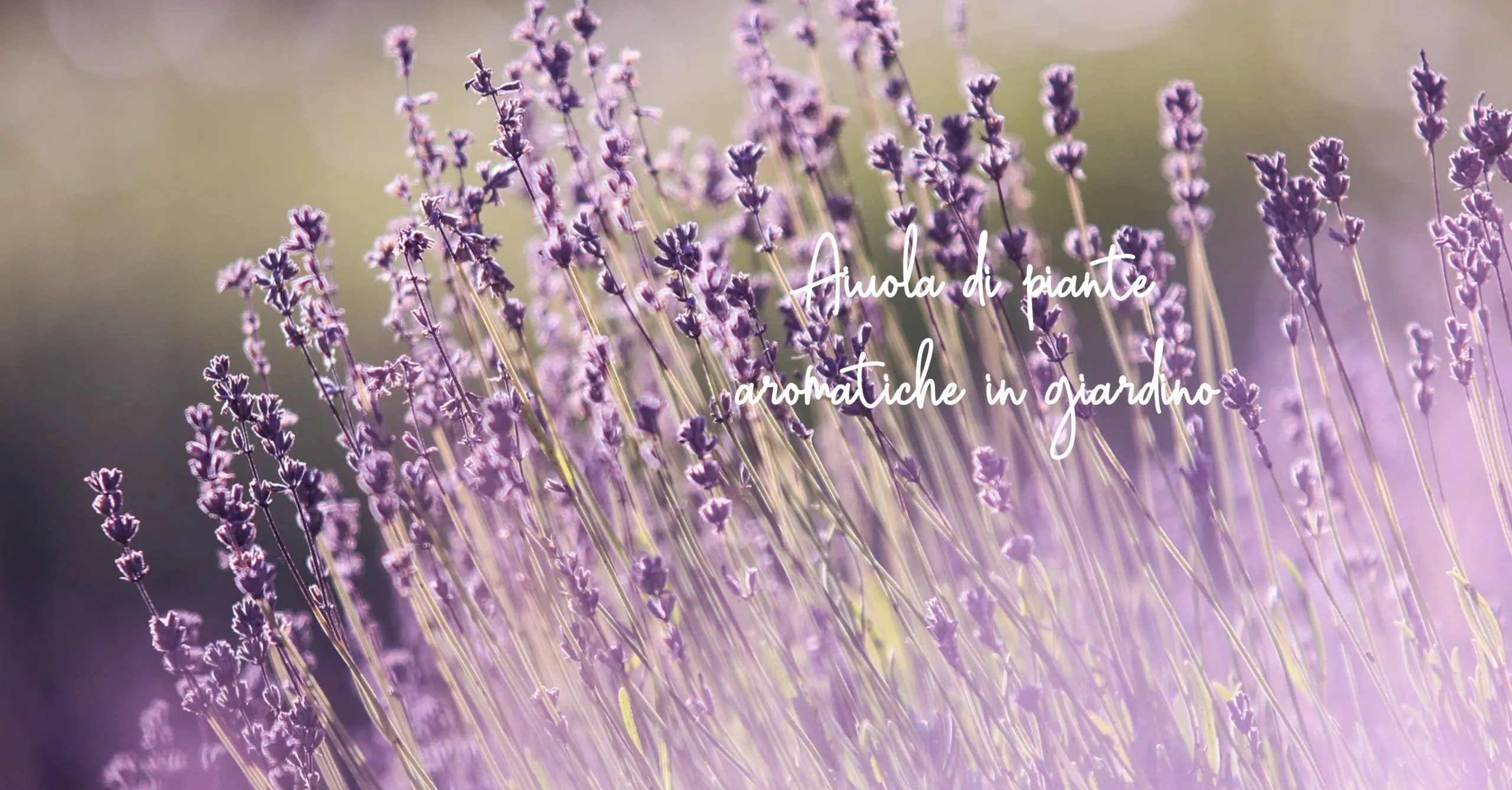 Centrotavola con Erbe Aromatiche e Fiori: Un tocco di freschezza per ogni occasione - Come sistemare le piante aromatiche in giardino centrotavola erbe aromatiche e fiori - Come sistemare le piante aromatiche in giardino