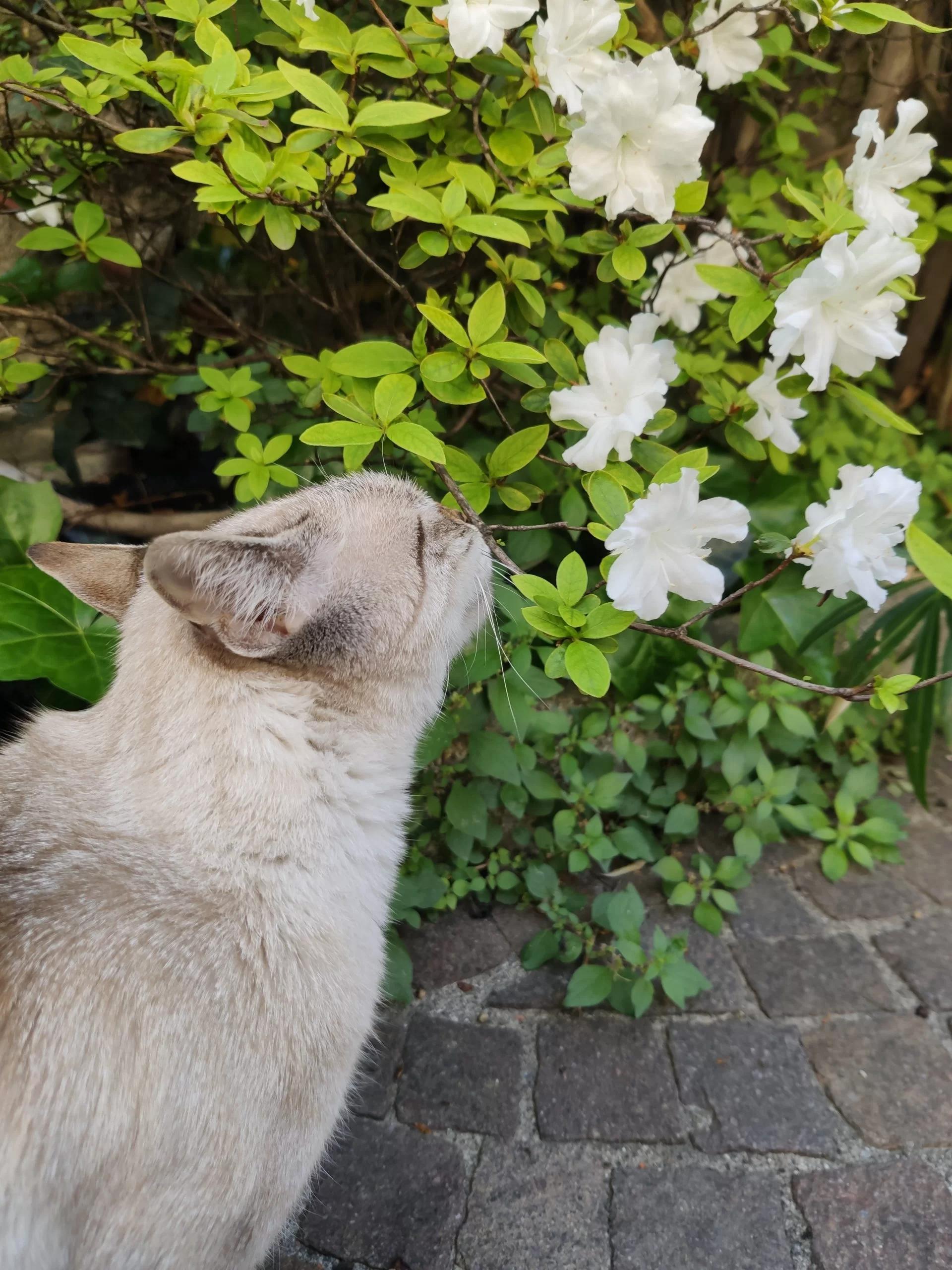 Fiori di Gatto Bianco: Significato e Piante Pet Friendly - Come somministrare fiori di Bach al gatto fiori di gatto bianco - Come somministrare fiori di Bach al gatto