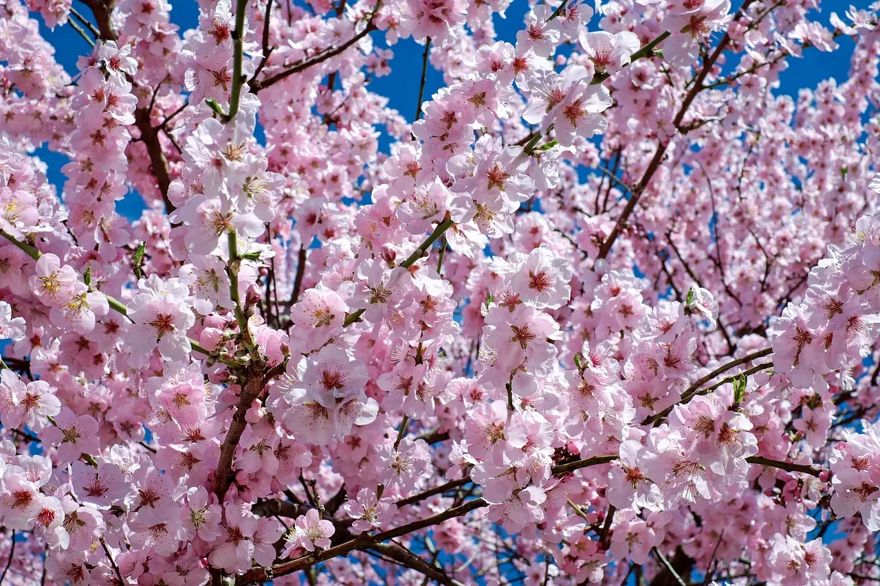 Alberi fioriti in primavera: un meraviglioso spettacolo della natura - Come sono gli alberi in primavera alberi fioriti in primavera - Come sono gli alberi in primavera