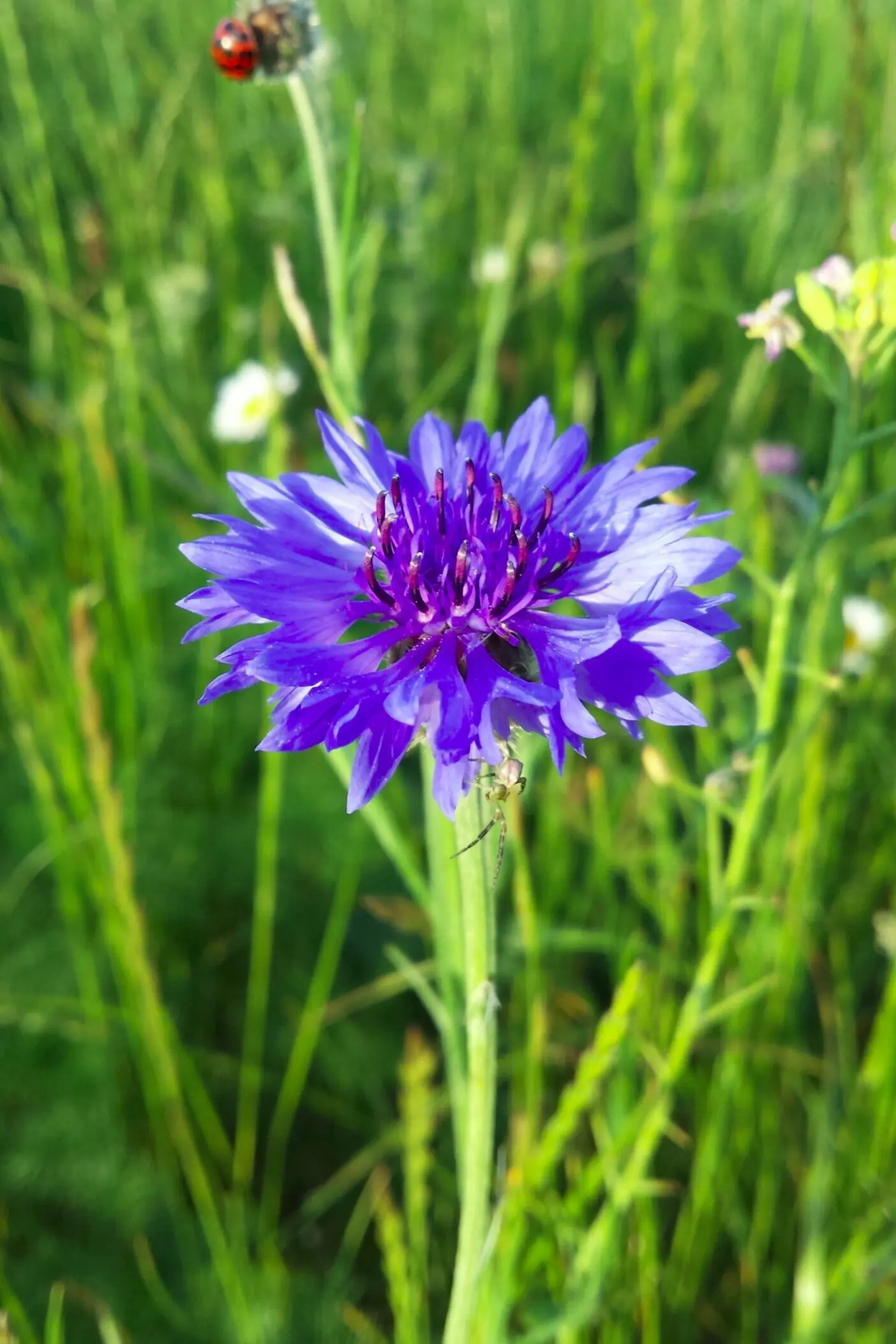fiore azzurro dei campi - Come sono i fiori del grano