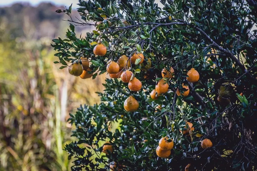 fiori di mandarino - Come sono i fiori del mandarino