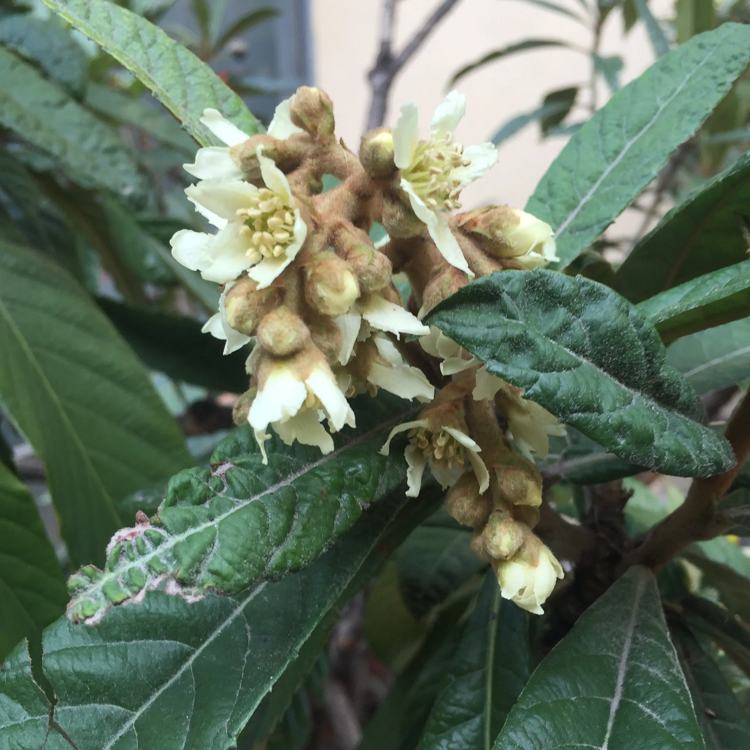 Fiori del nespolo: bellezza e delicatezza in giardino