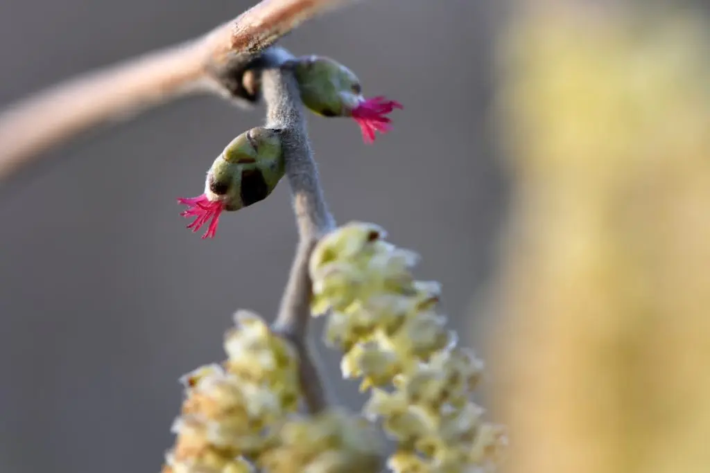 Fiore Nocciolo: Un Arbusto dai Fiori Pendenti - Come sono i fiori del nocciolo fiore nocciolo - Come sono i fiori del nocciolo
