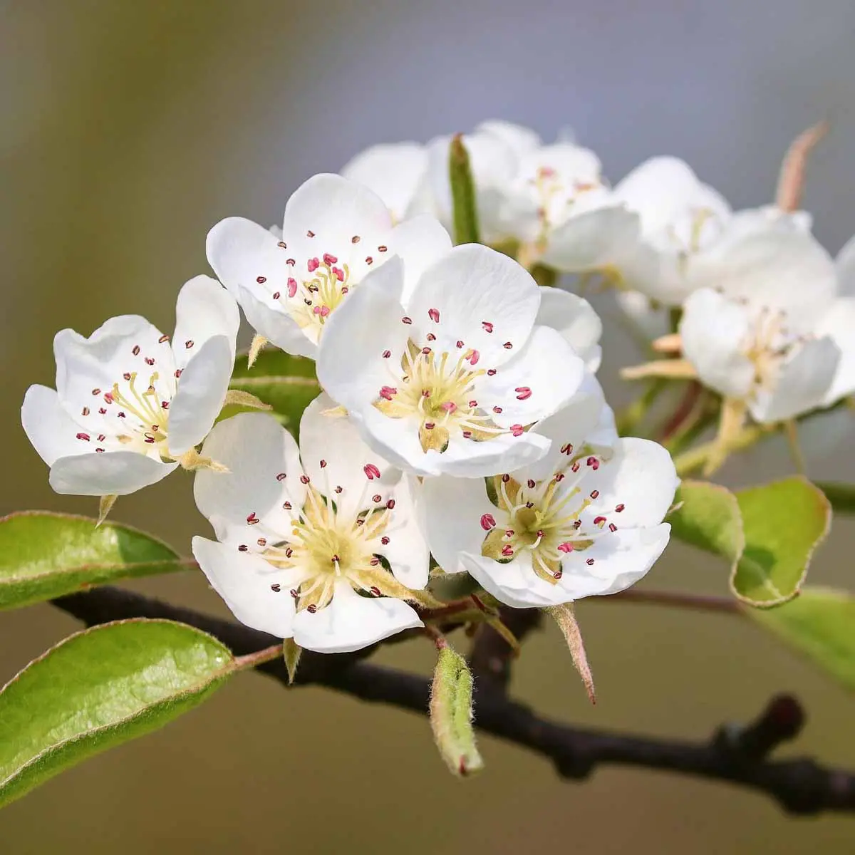 Fior di Pero: Un'oasi di bellezza e profumi floreali - Come sono i fiori del Pero fior di pero - Come sono i fiori del Pero