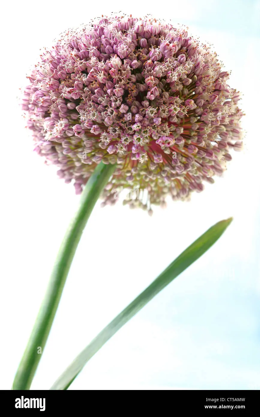 fiore del porro - Come sono i fiori del porro