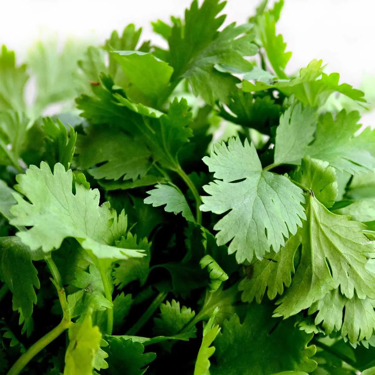 Prezzemolo fiorito: un tocco di freschezza nel tuo giardino