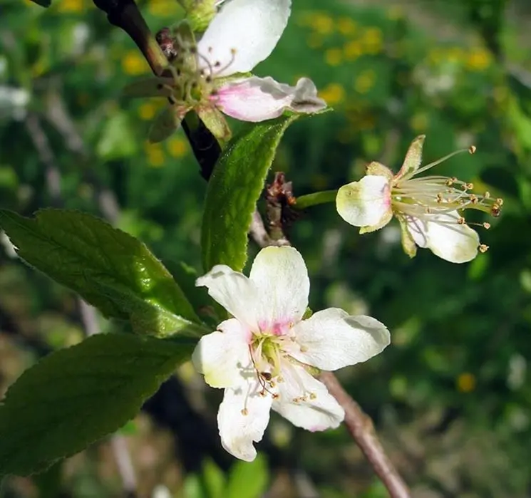 fiore di susina - Come sono i fiori del susino