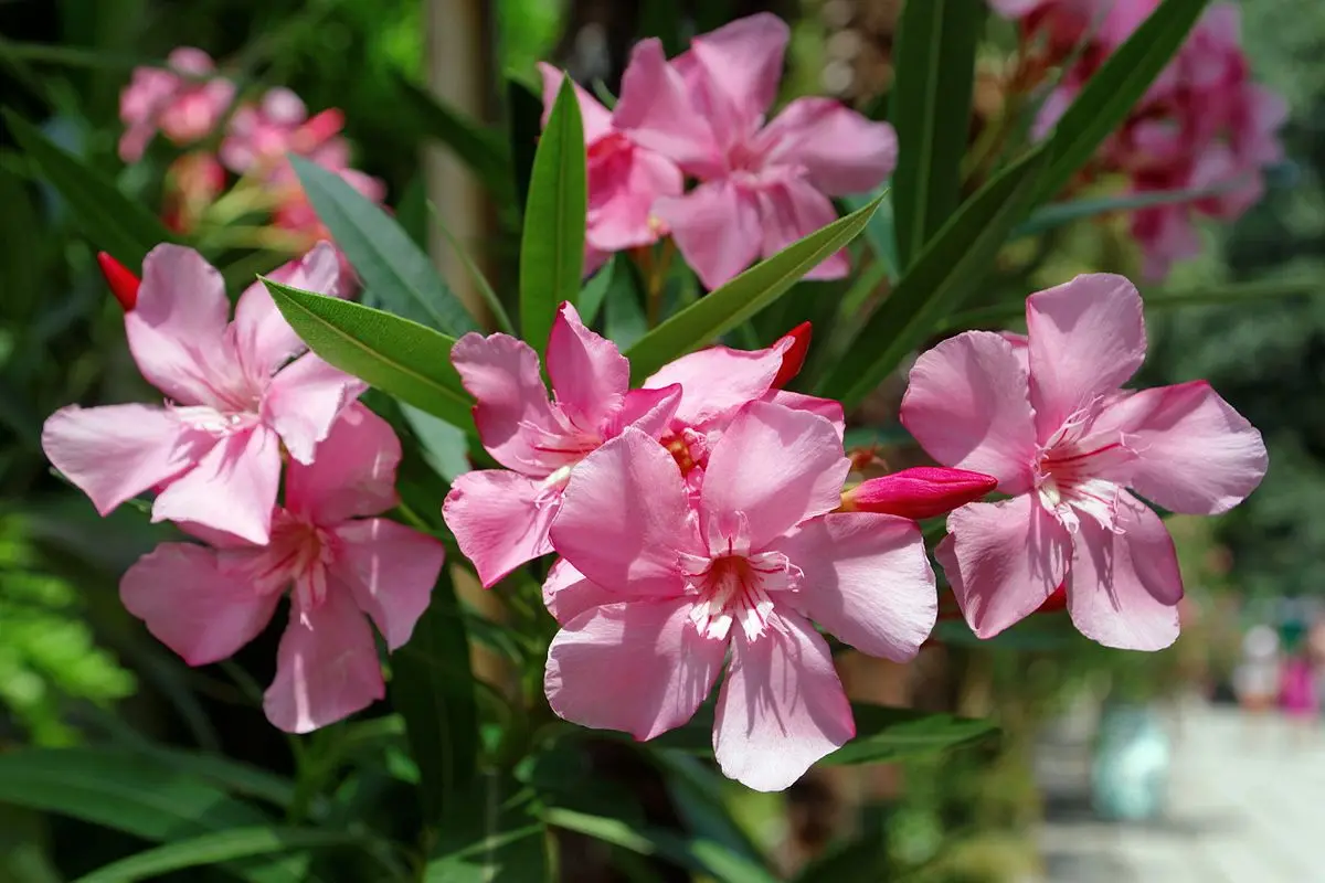 fiori oleandri - Come sono i fiori Dell'oleandro