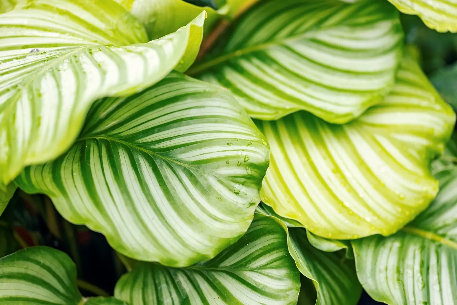 Calathea Fiore: La Pianta Ornamentale Perfetta per la Tua Casa - Come sono i fiori della Calathea calathea fiore - Come sono i fiori della Calathea