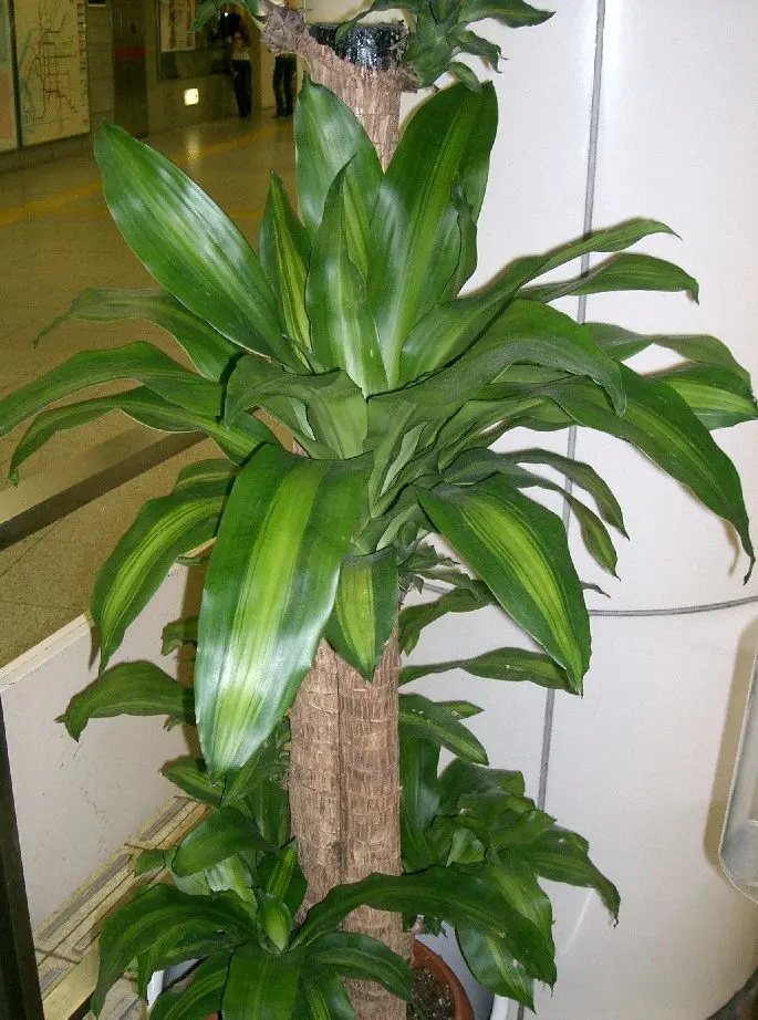 Dracena fiore significato: la pianta della felicità - Come sono i fiori della dracena dracena fiore significato - Come sono i fiori della dracena