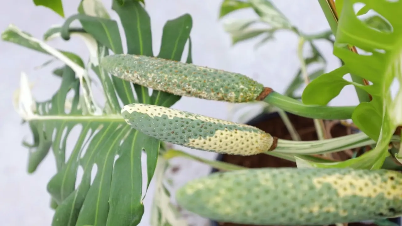 monstera deliciosa fiore - Come sono i fiori della Monstera