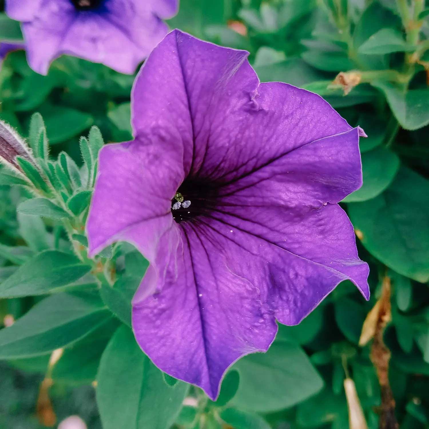 fiori di petunia - Come sono i fiori della petunia