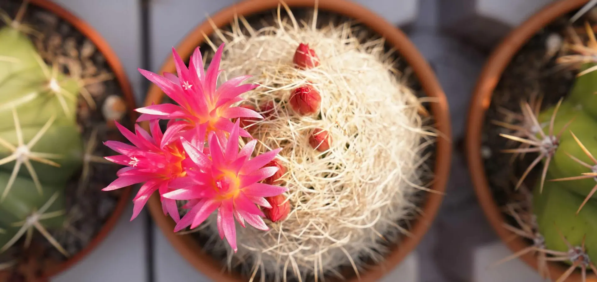 Fiori delle piante grasse: bellezza e fascino nell'universo delle piante grasse - Come sono i fiori delle piante grasse fiori delle piante grasse - Come sono i fiori delle piante grasse