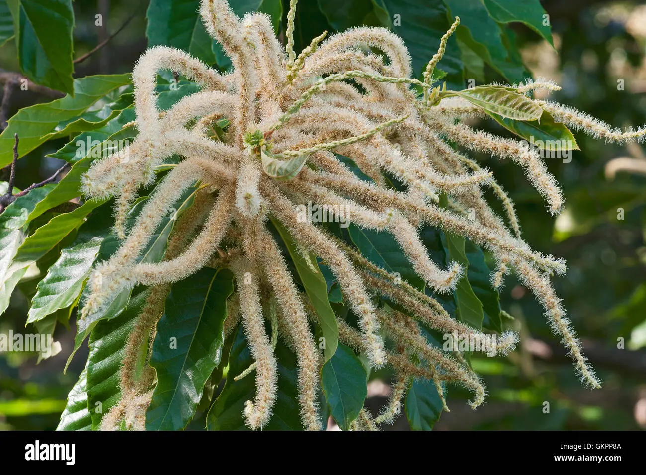 Fiori di Castagno: Un'Introduzione alla Pianta - Come sono i fiori di castagno fiori di castagno - Come sono i fiori di castagno