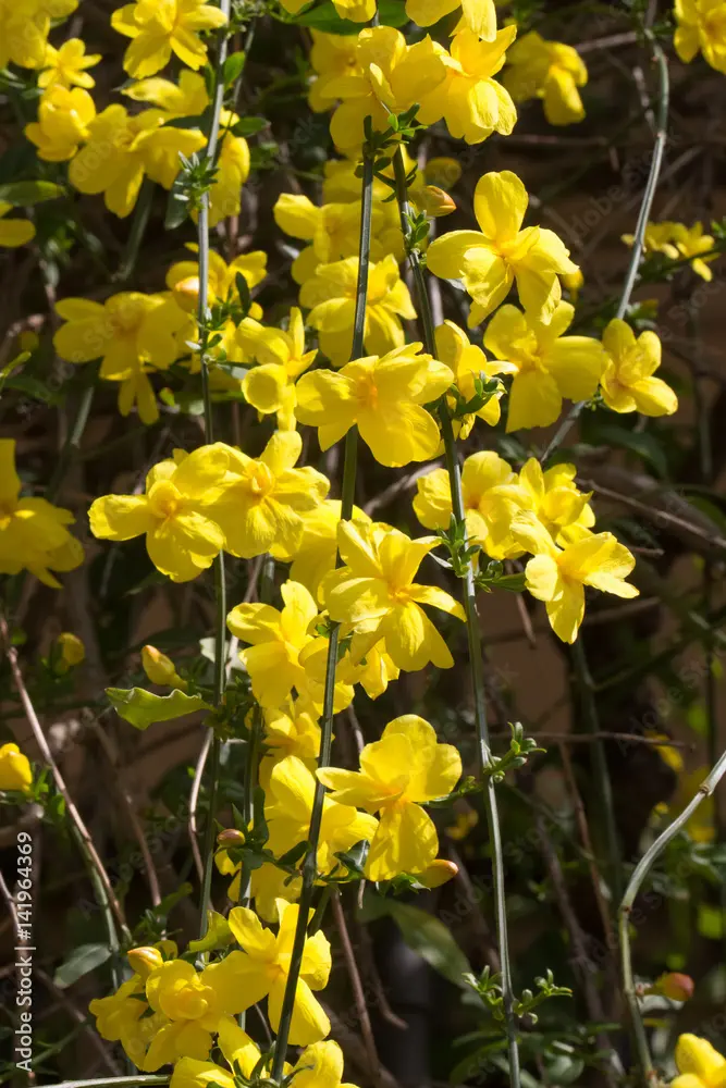 fiori di ginestre - Come sono i fiori di ginestra