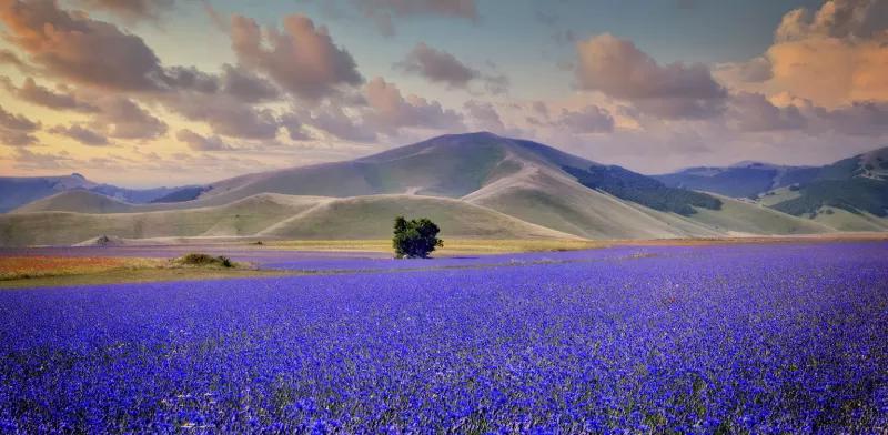 Fiori di Lenticchie: Un'esplosione di colori nella natura italiana - Come sono i fiori di lenticchie fiori di lenticchie - Come sono i fiori di lenticchie