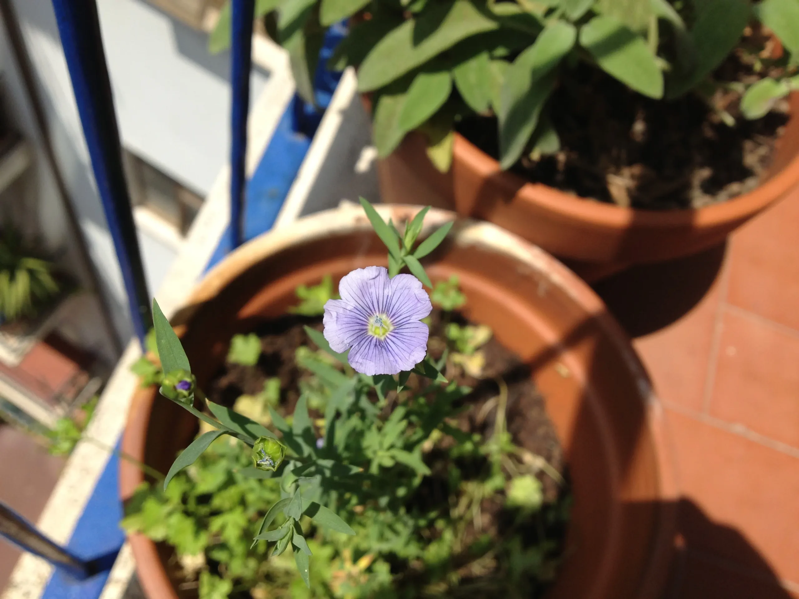 Fiore di Lino: Un tesoro botanico con molteplici proprietà - Come sono i fiori di lino fiore di lino - Come sono i fiori di lino