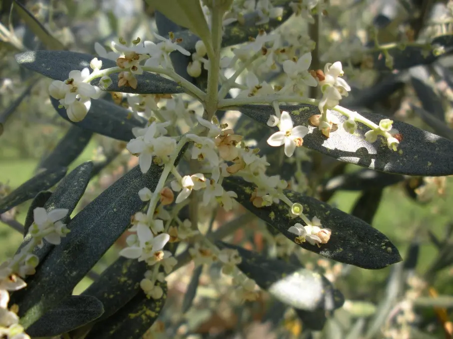 fiori ulivo - Come sono i fiori di olivo