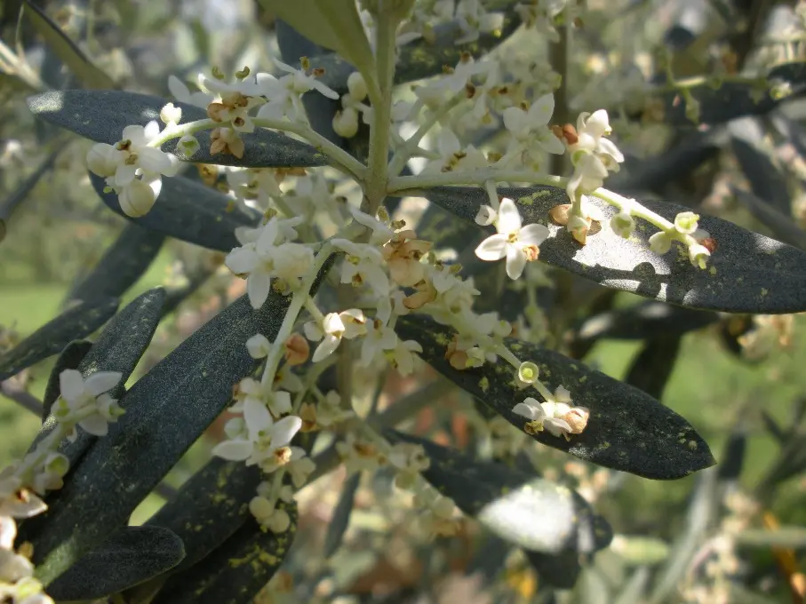 Fiori di Ulivo: Importanza della Fioritura e Cura delle Piante - Come sono i fiori di olivo fiori ulivo - Come sono i fiori di olivo