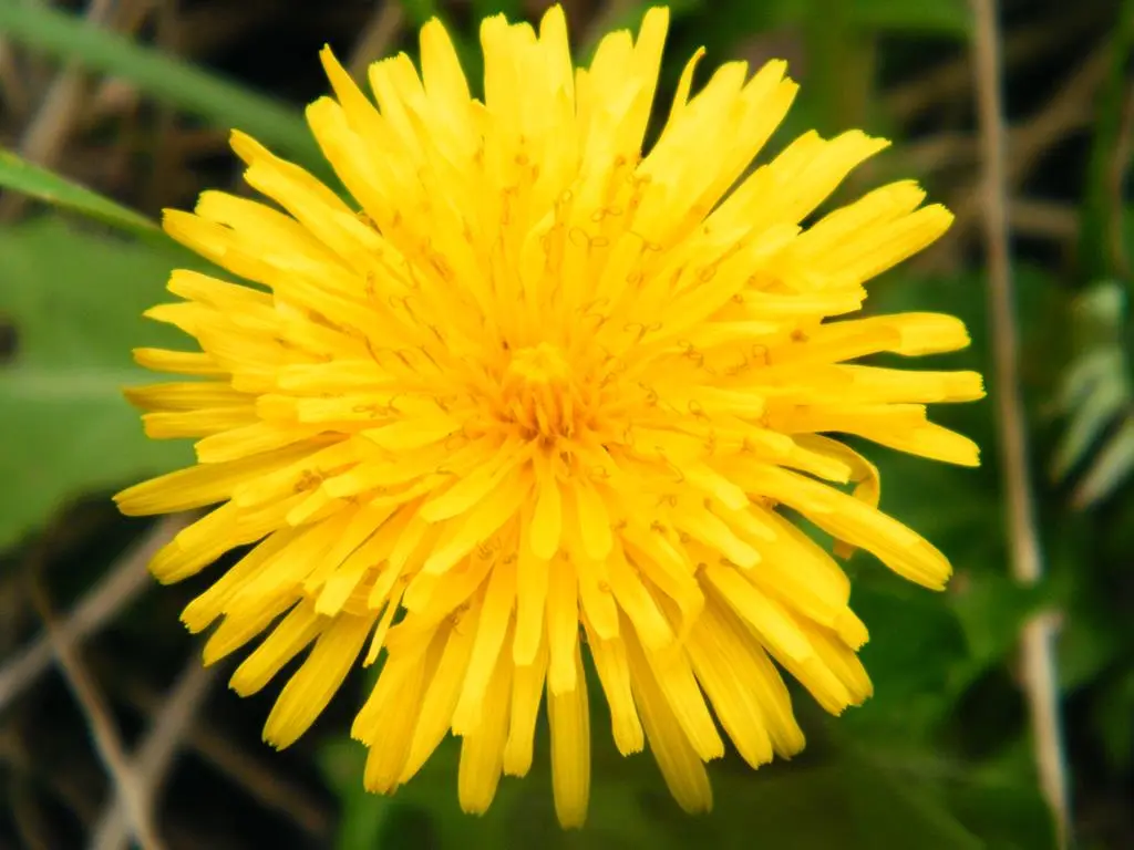 Pianta officinale con fiori detti denti di leone - Come sono le foglie del dente di leone pianta officinale con fiori detti denti di leone - Come sono le foglie del dente di leone