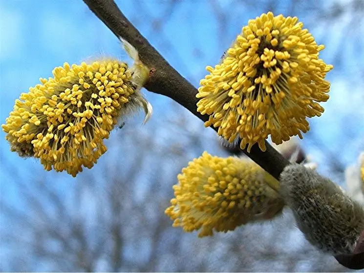 Il fiore del salice: un simbolo di bellezza e delicatezza - Come sono le foglie del salice lo è il fiore del salice - Come sono le foglie del salice
