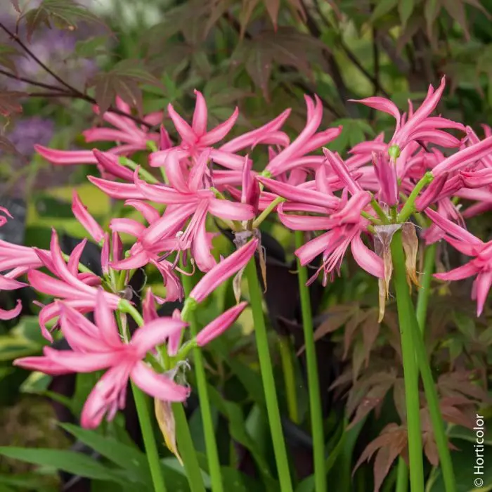 fiori nerina - Come sono le Nerine