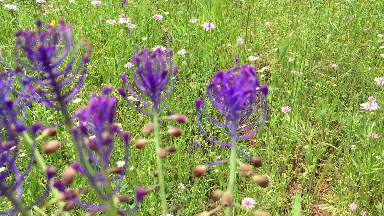 Fiore Lampascioni: Un tesoro nascosto della natura italiana - Come sono le piante dei lampascioni fiore lampascioni - Come sono le piante dei lampascioni