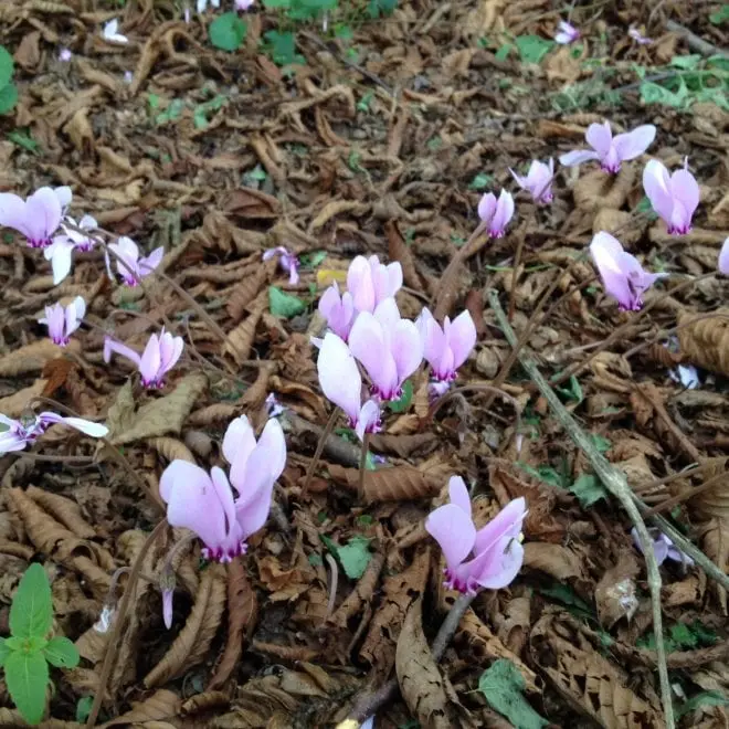 Quando fioriscono i ciclamini - Come stimolare la fioritura dei ciclamini quando fioriscono i ciclamini - Come stimolare la fioritura dei ciclamini