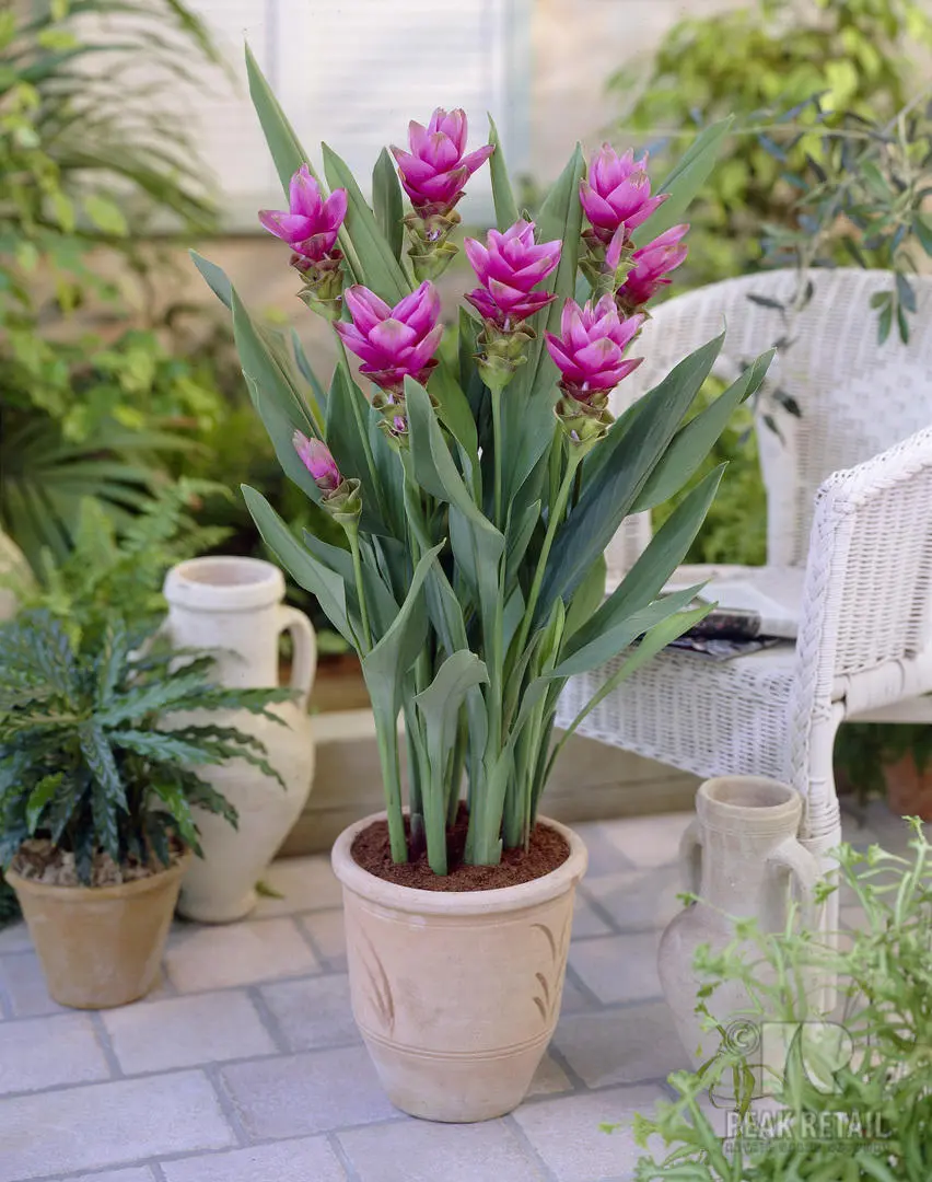 Fiori della curcuma: tutto quello che devi sapere - Come tagliare i fiori di curcuma fiori della curcuma - Come tagliare i fiori di curcuma