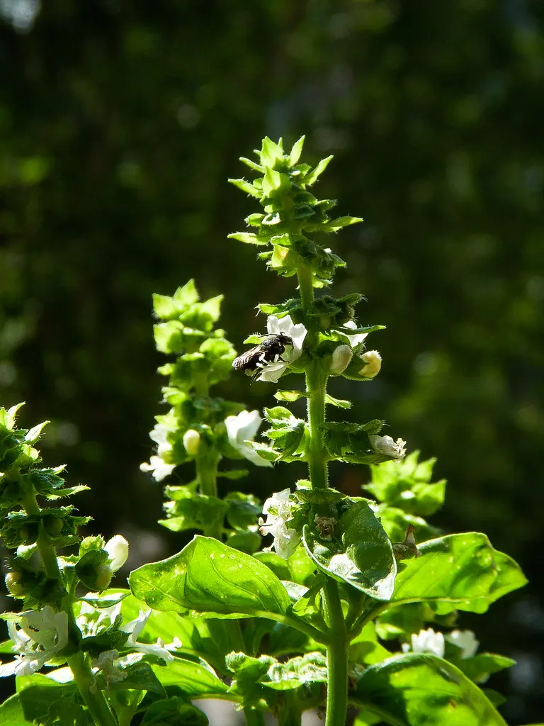 Basilico in fiore: un tocco di bellezza nel tuo giardino - Come tagliare il basilico per farlo ricrescere basilico in fiore - Come tagliare il basilico per farlo ricrescere