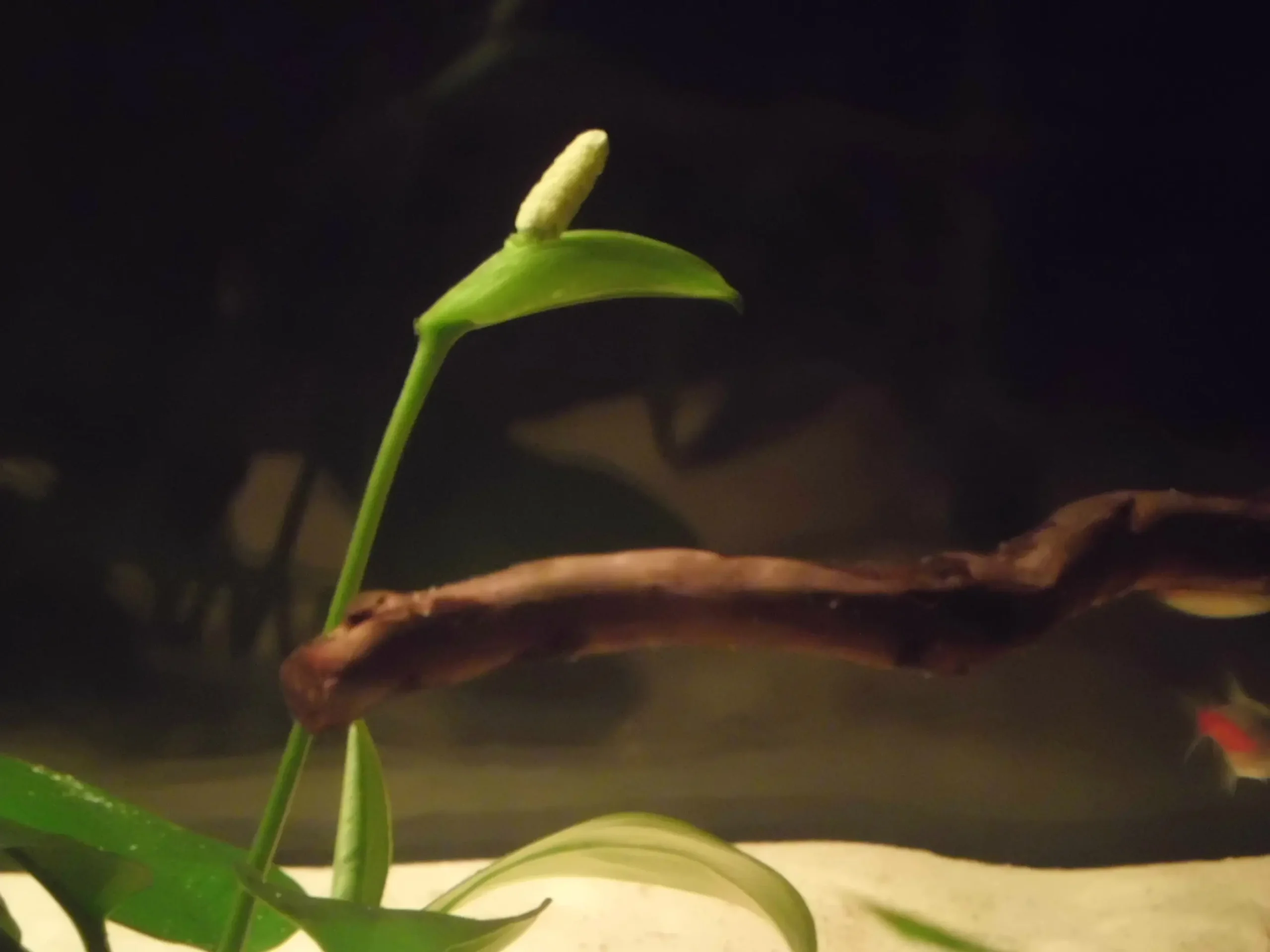 anubias fiore - Come tagliare le Anubias