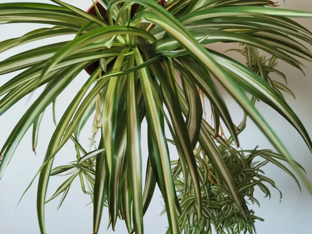 Pianta Ragno Fiori: Una Pianta Decorativa e Depuratrice dell'Aria - Come tenere il Falangio in casa pianta ragno fiori - Come tenere il Falangio in casa