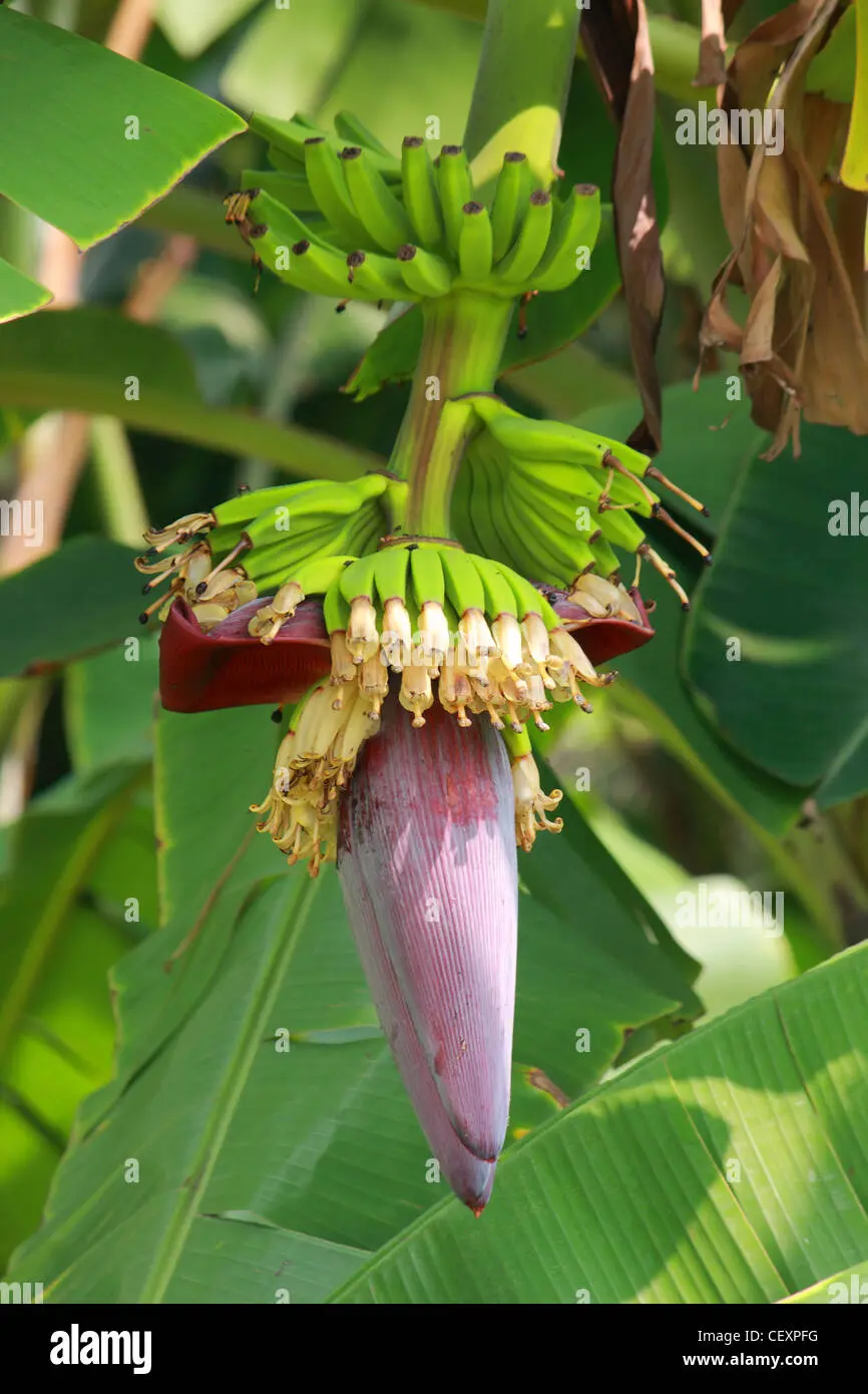 Fiore di Banano: il fiore commestibile e decorativo - Come tenere la pianta di banano fiore di banano - Come tenere la pianta di banano