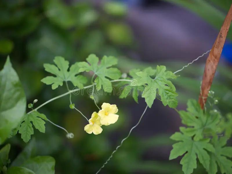 Fiori di Zucca Amari: Una guida completa - Come togliere amaro zucca fiori di zucca amari - Come togliere amaro zucca