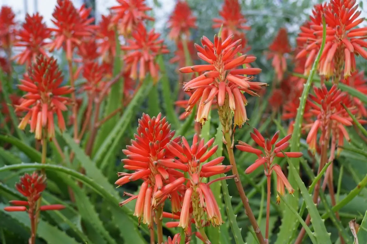 Cosa fare con il fiore dell'aloe: usi e benefici - Come togliere l Aloina dall aloe cosa fare con il fiore dell'aloe - Come togliere l Aloina dall aloe