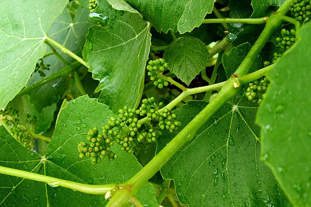 Come trattare la vite dopo la fioritura - Come trattare la vite dopo la fioritura vite in fiore - Come trattare la vite dopo la fioritura