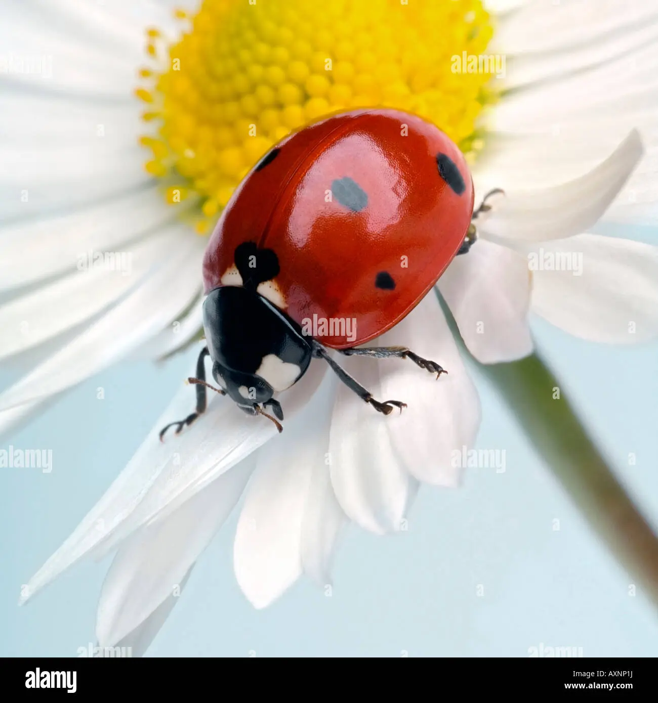 immagini coccinella su fiore - Come trovare una coccinella