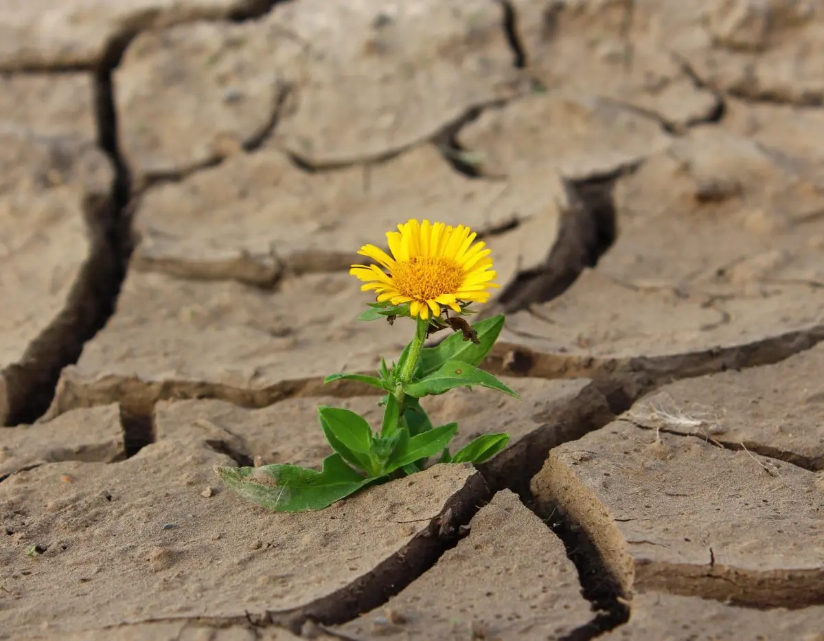 Il Fiore nel Deserto: Un Viaggio Interiore - Come un fiore nel deserto significato il fiore nel deserto - Come un fiore nel deserto significato