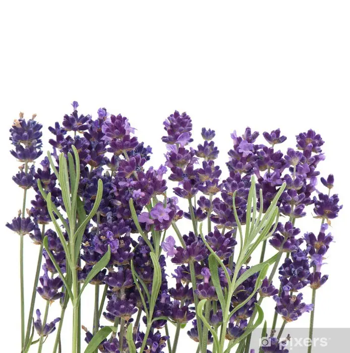 Come utilizzare i fiori di lavanda freschi in cucina - Come usare la lavanda fresca in cucina fiori di lavanda freschi - Come usare la lavanda fresca in cucina