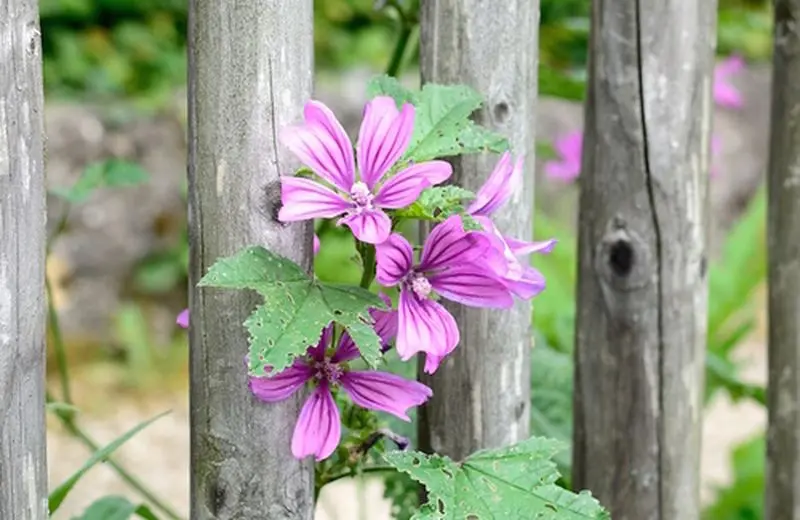 Fiori di Malva Proprietà: Benefici e Utilizzi - Come usare la malva come antinfiammatorio fiori di malva proprietà - Come usare la malva come antinfiammatorio
