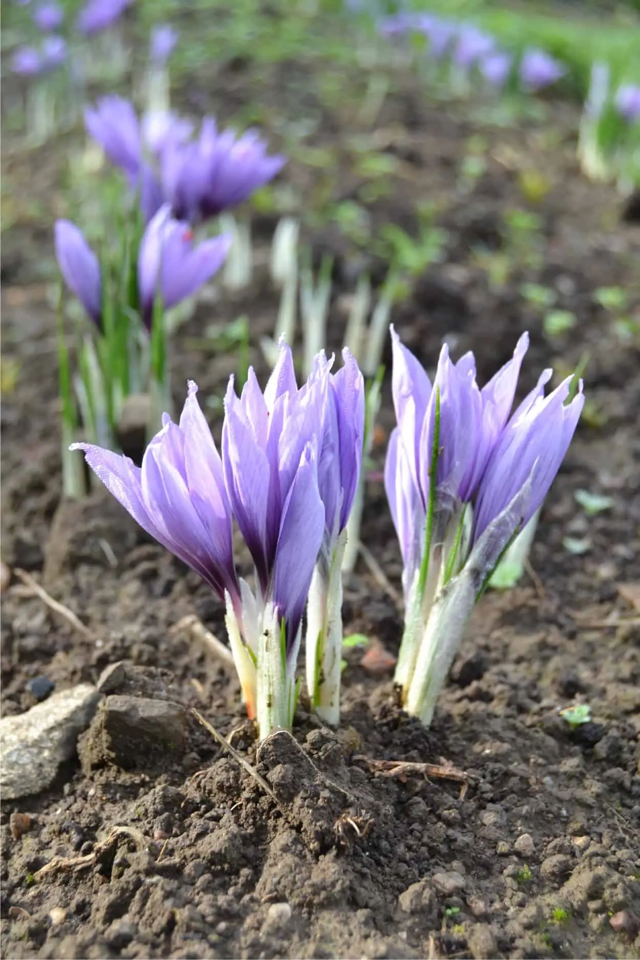 fiori di zafferano come usarli - Come usare le foglie di zafferano