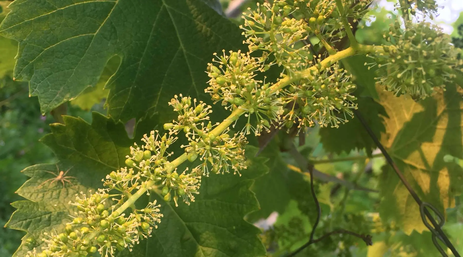 Fiore dell'uva: il ciclo annuale della vite e la fioritura - Cos'è la fioritura della vite fiore dell uva - Cos'è la fioritura della vite