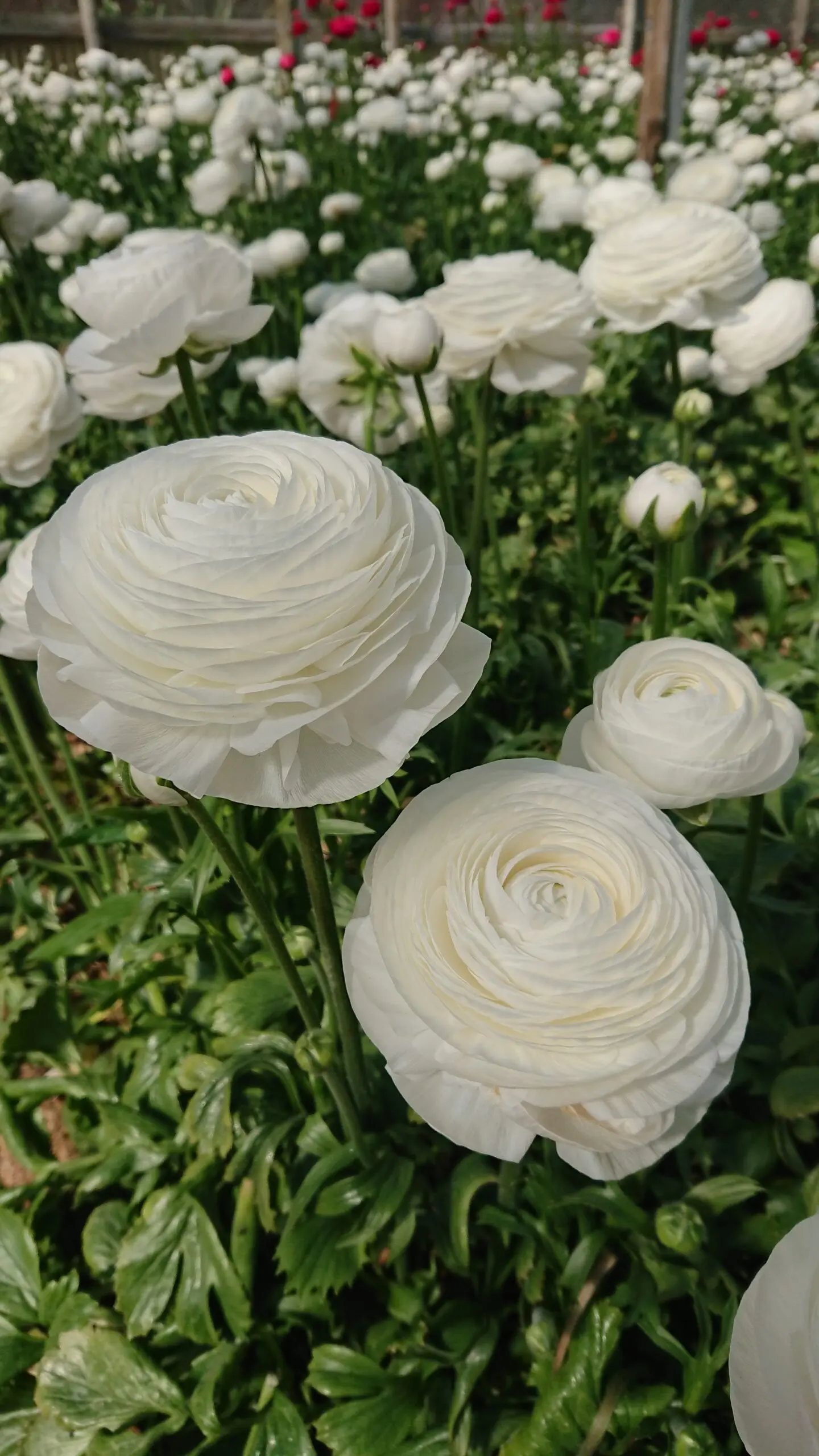 Fiori color carta da zucchero: un tocco dolce e delicato per ogni occasione - Cosa abbinare ai ranuncoli fiori color carta da zucchero - Cosa abbinare ai ranuncoli