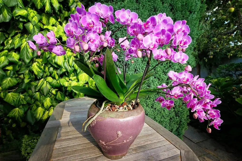 annaffiare orchidee fiorite - Cosa aggiungere all'acqua delle orchidee