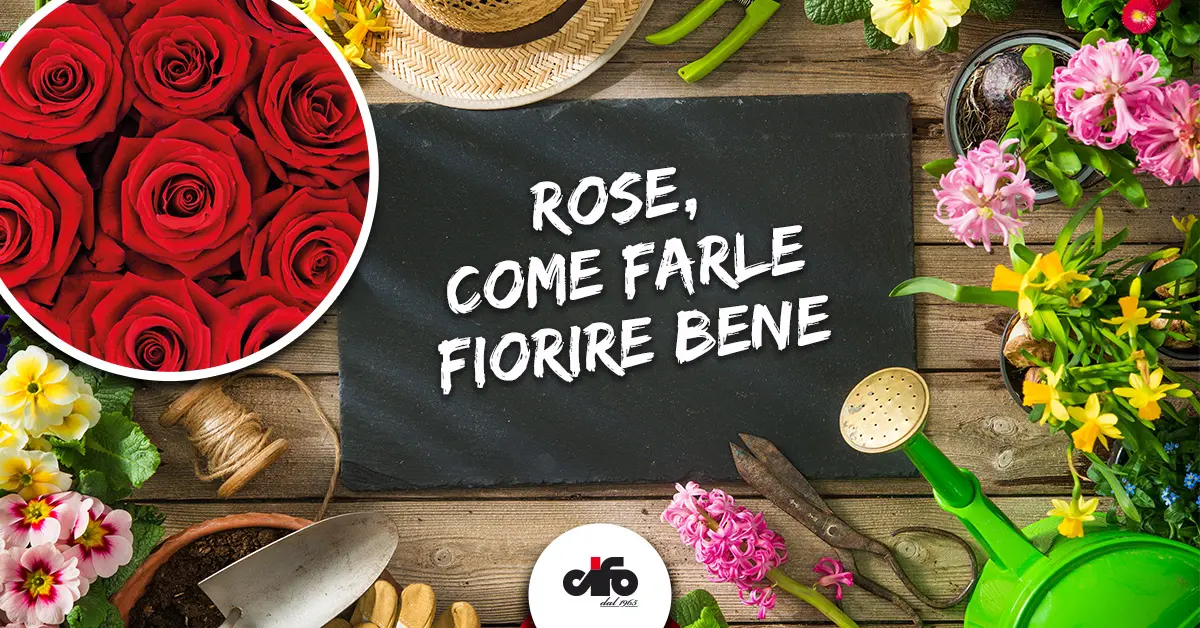 quando fioriscono le rose - Cosa bisogna fare per far fiorire le rose