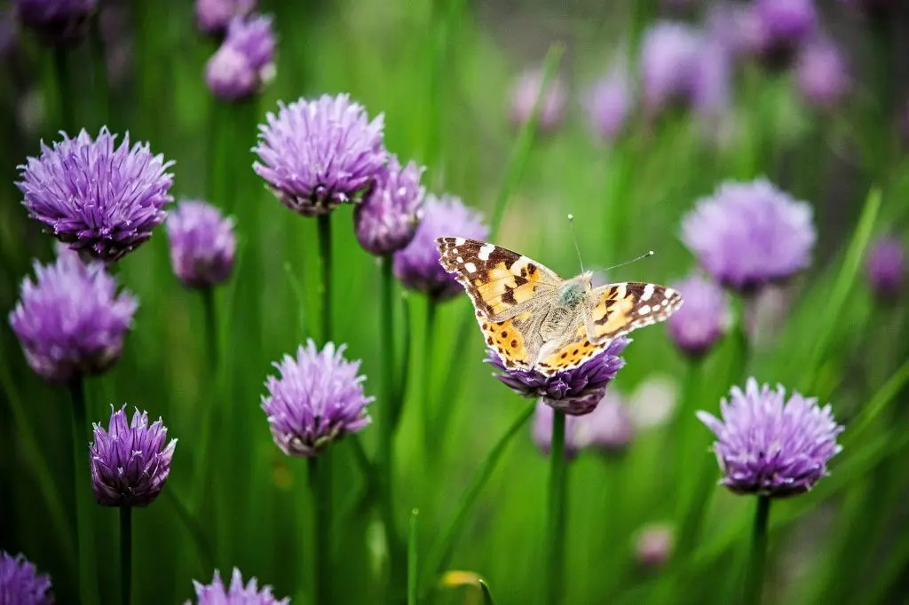 Insetto Fiore: Gli Impollinatori del Regno Animale - Cosa cerca l'insetto all'interno del fiore insetto fiore - Cosa cerca l'insetto all'interno del fiore