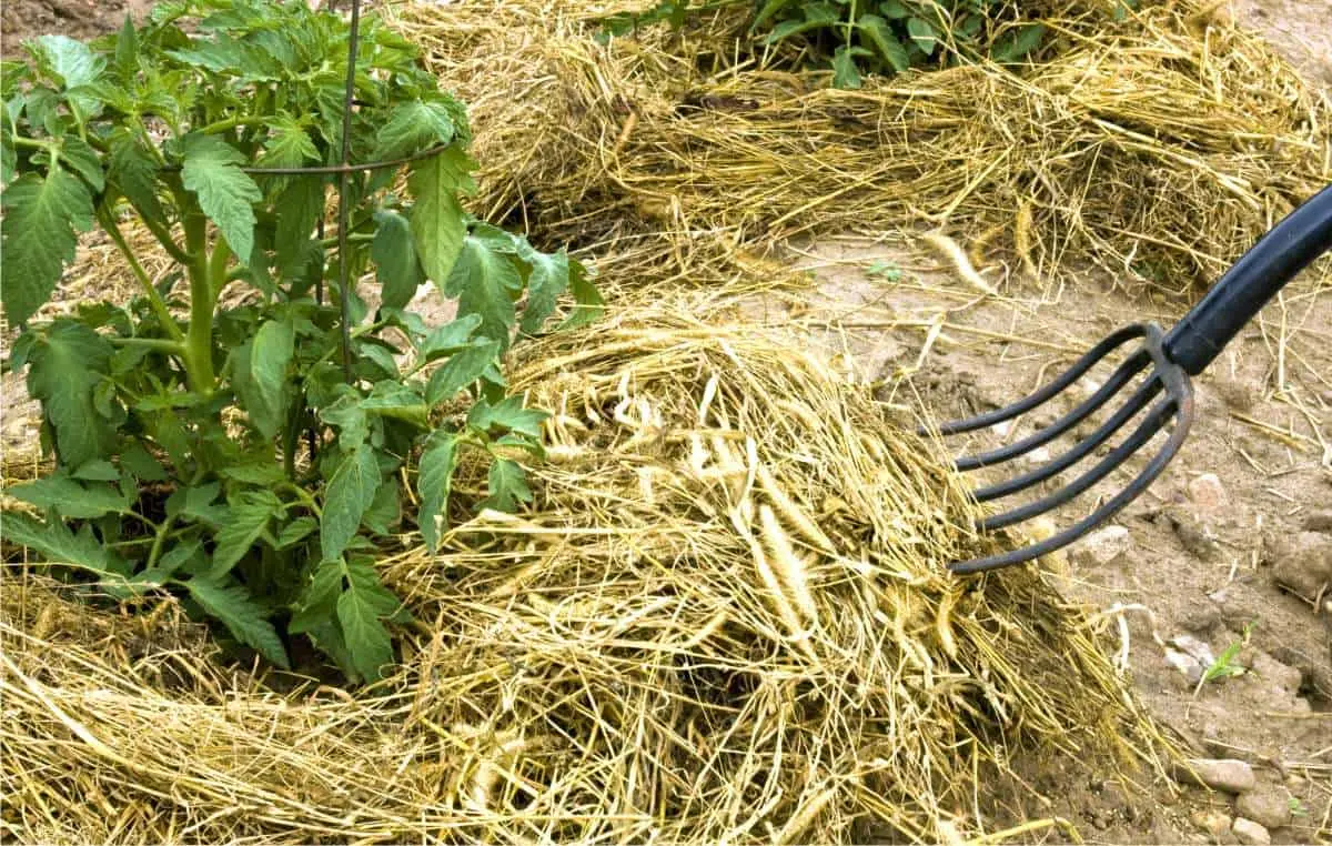 Fiori che non hanno bisogno di acqua: scopri le piante che richiedono poca irrigazione - Cosa coltivare senza irrigare fiori che non hanno bisogno di acqua - Cosa coltivare senza irrigare