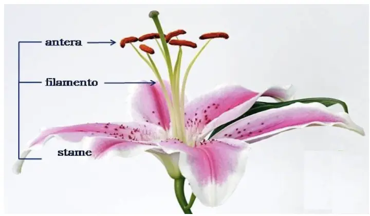 stamo fiore - Cosa contengono gli stami