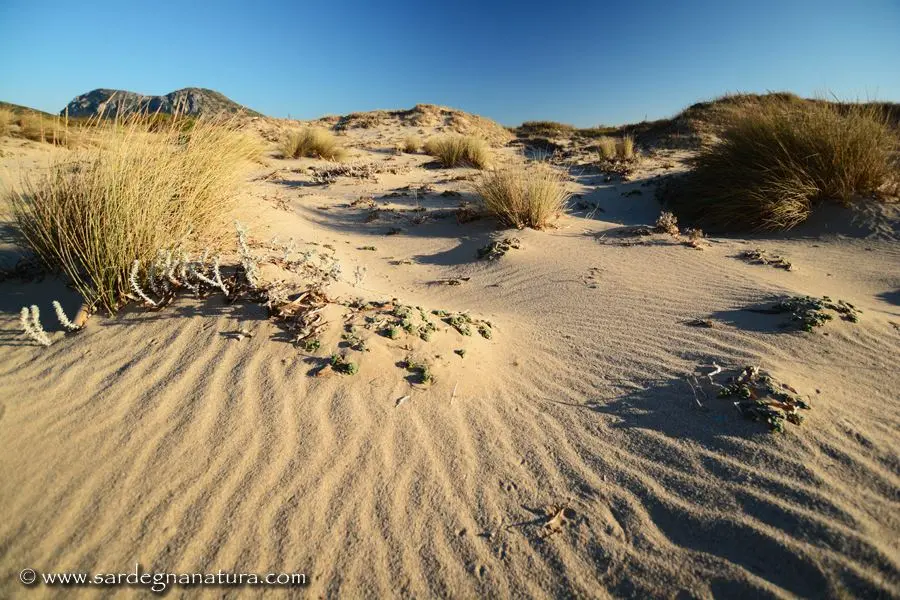 fiori che crescono sulla sabbia - Cosa cresce sulla spiaggia