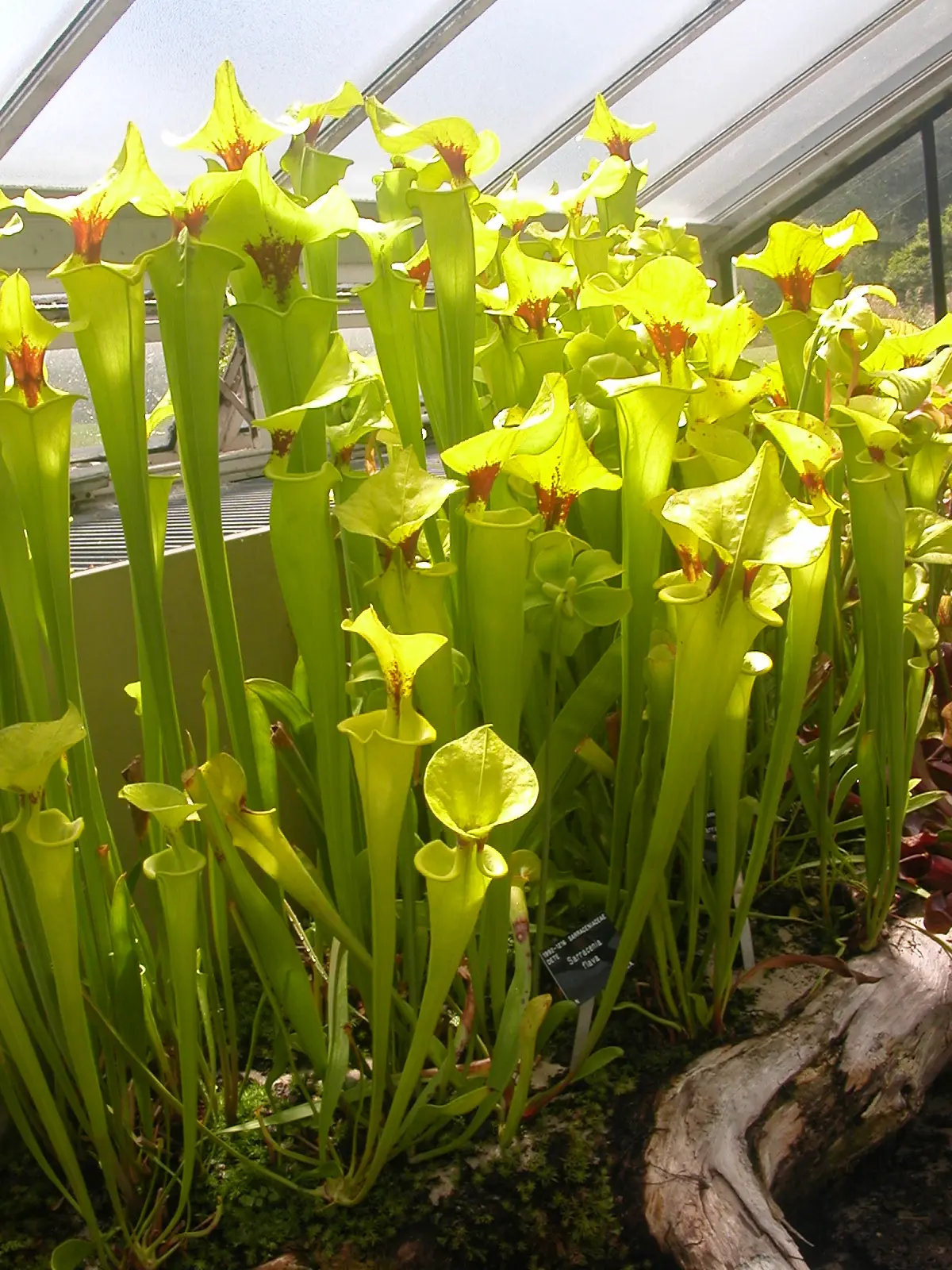 Fiori Sarracenia: tutto quello che devi sapere - Cosa dare da mangiare alla Sarracenia fiori sarracenia - Cosa dare da mangiare alla Sarracenia
